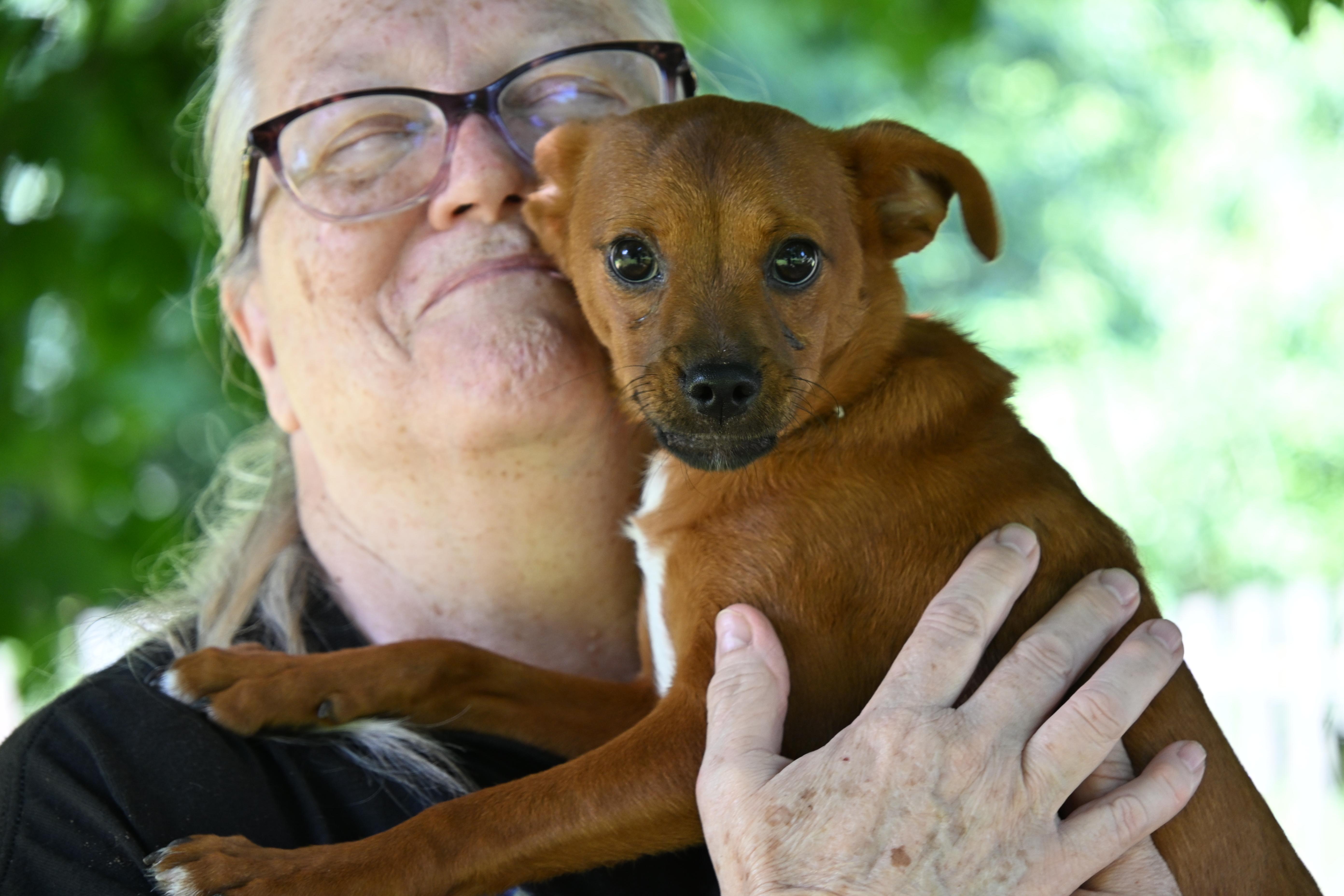 Enlarge Little Peanut, a ADOPTABLE mixed breed in South Bend, IN image 4/6