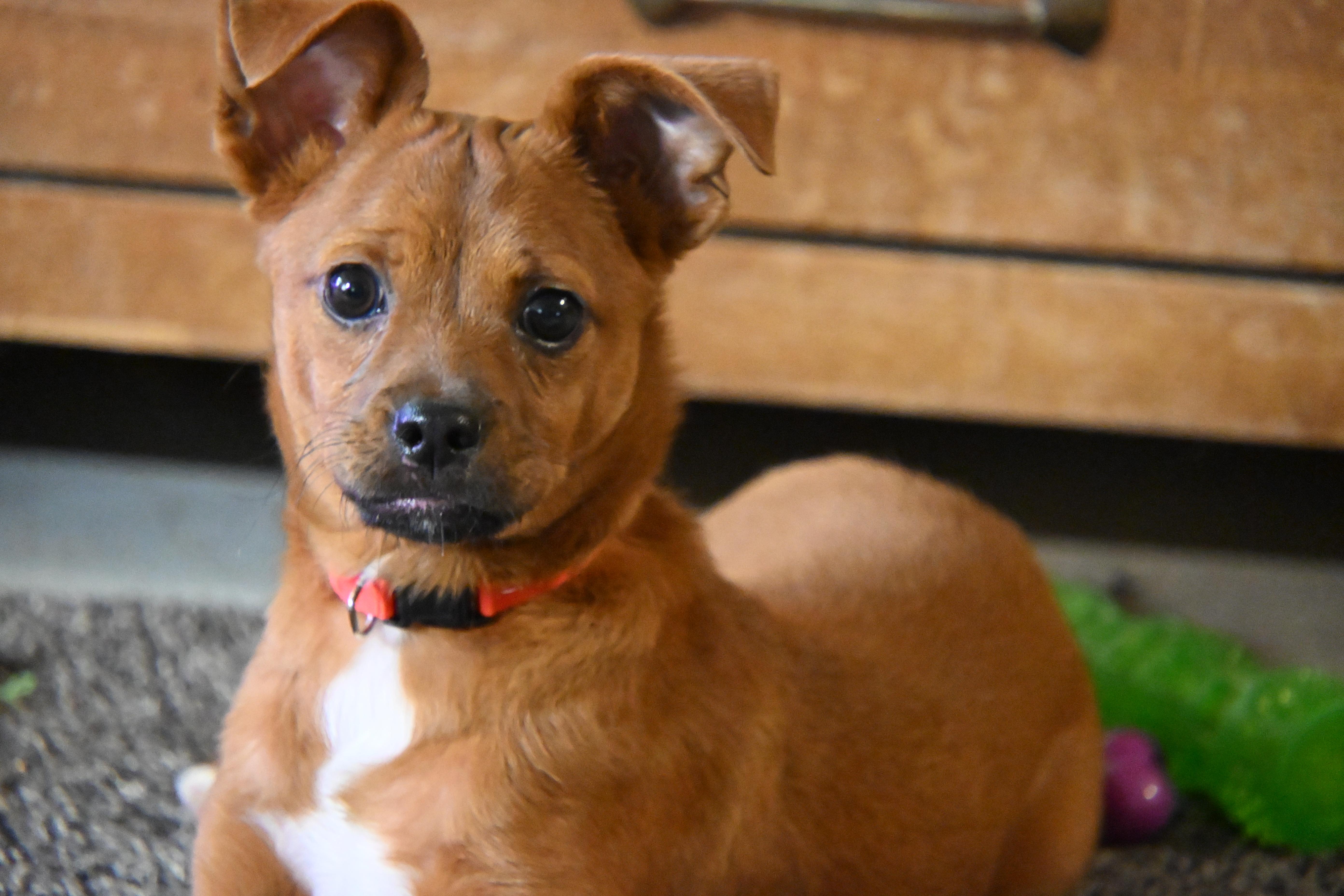 Little Peanut, ADOPTABLE, Puppy Male Chihuahua & Miniature Dachshund.