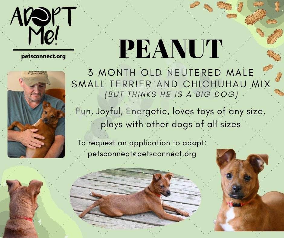 Enlarge Little Peanut, a ADOPTABLE mixed breed in South Bend, IN image 2/6