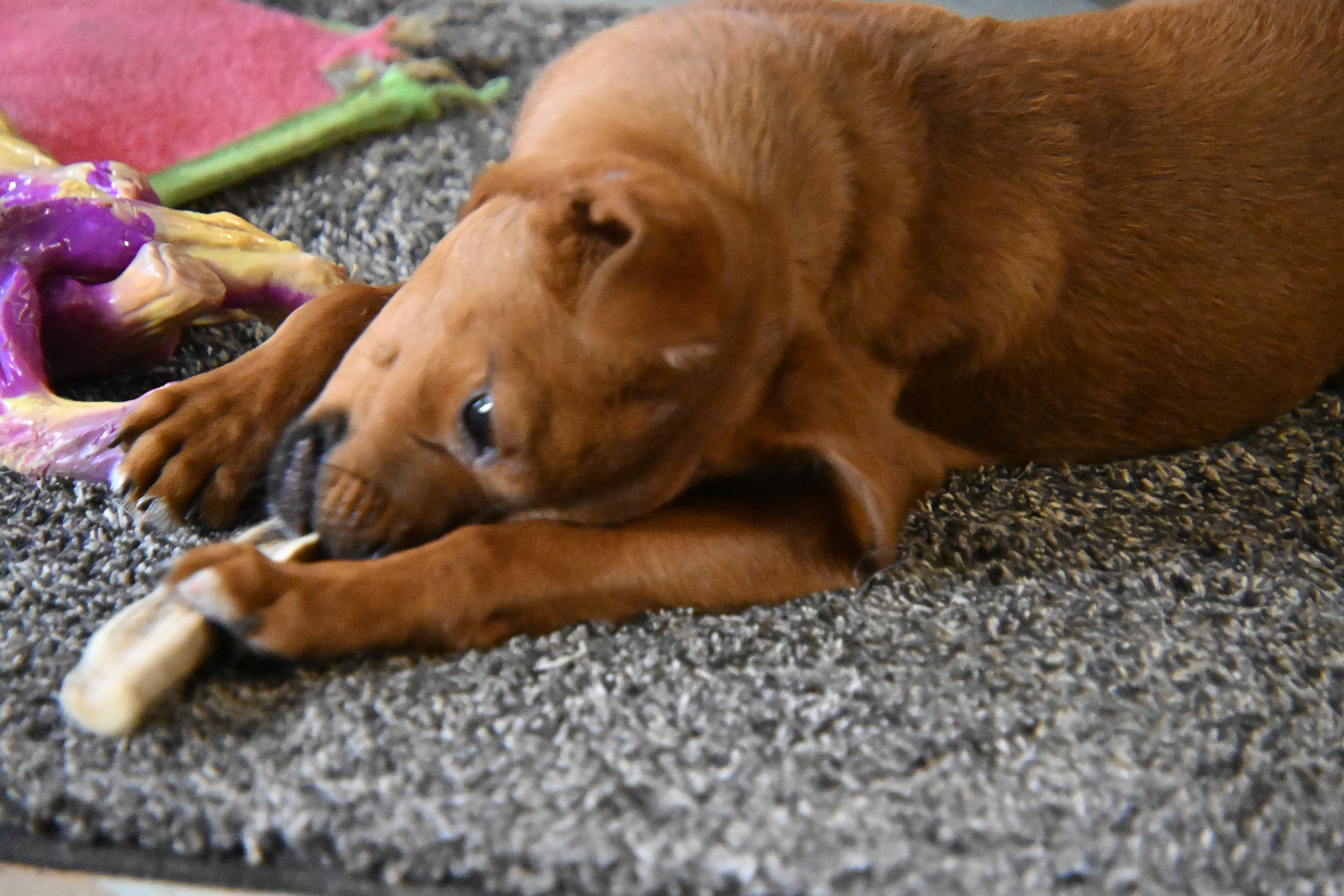 Enlarge Little Peanut, a ADOPTABLE mixed breed in South Bend, IN image 5/6