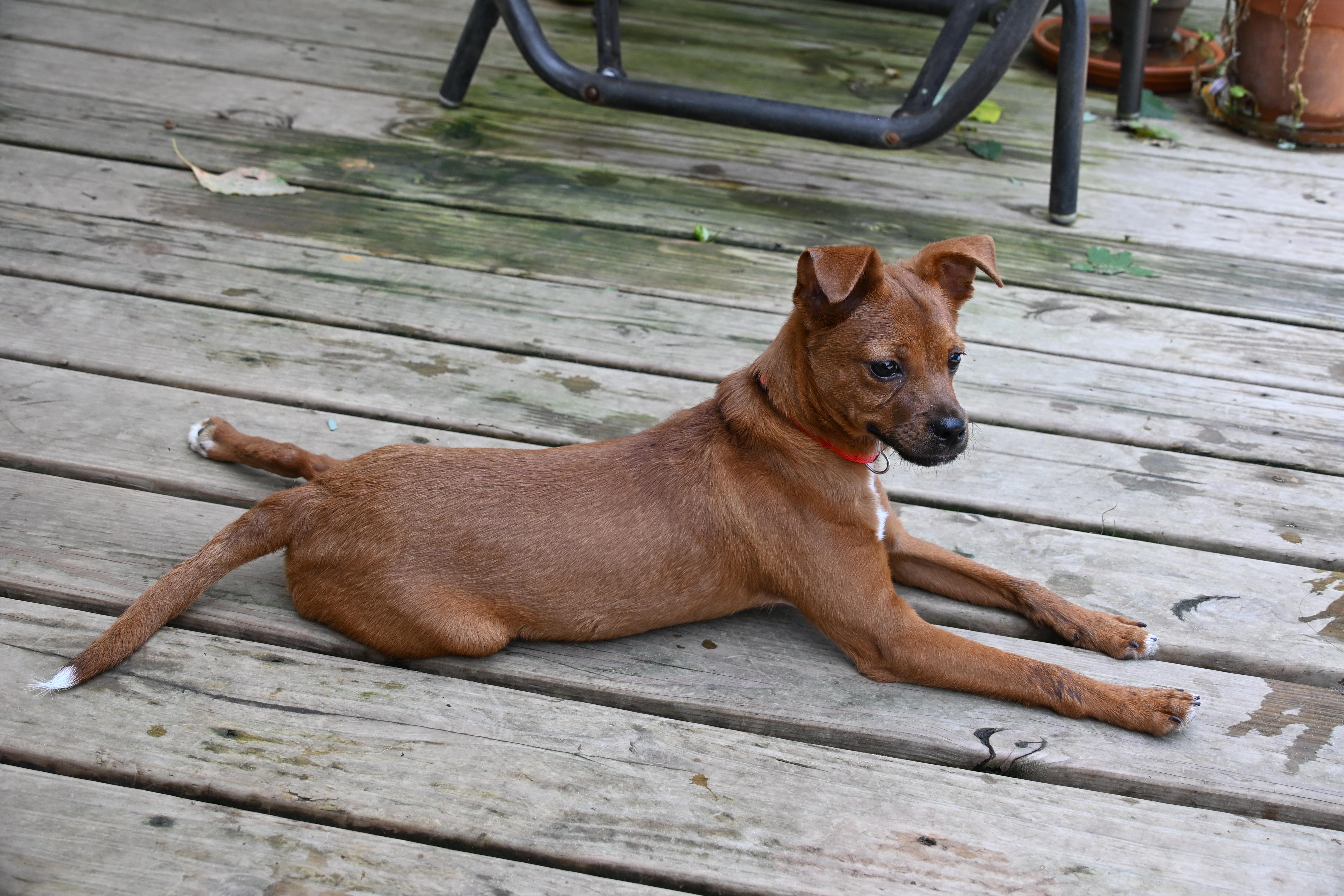 Enlarge Little Peanut, a ADOPTABLE mixed breed in South Bend, IN image 3/6