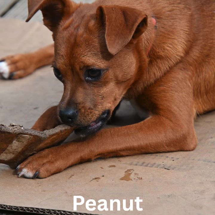 Enlarge Little Peanut, a ADOPTABLE mixed breed in South Bend, IN video 6/6