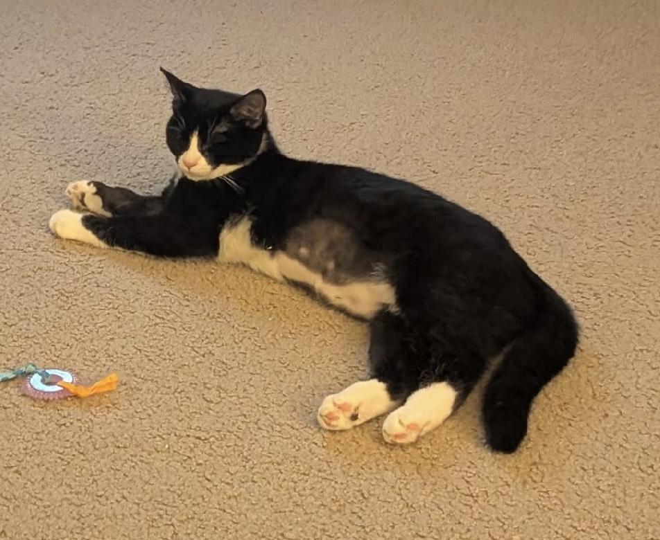 Faith, adopted, Kitten Female Domestic Short Hair.