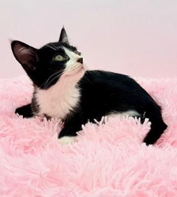 Enlarge Icee, an adopted Tuxedo in Covington, LA image 6/6
