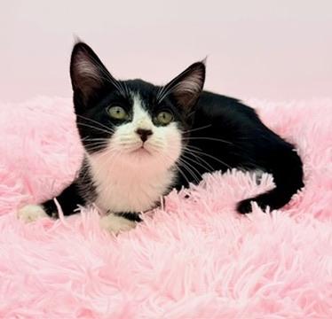 Enlarge Icee, an adopted Tuxedo in Covington, LA image 5/6