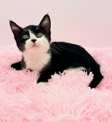 Enlarge Icee, an adopted Tuxedo in Covington, LA image 2/6
