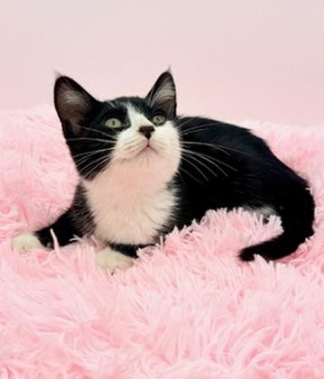 Icee, adopted, Kitten Male Tuxedo.