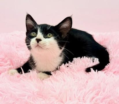 Enlarge Icee, an adopted Tuxedo in Covington, LA image 3/6