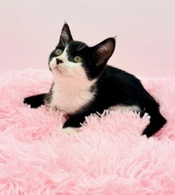 Enlarge Icee, an adopted Tuxedo in Covington, LA image 4/6