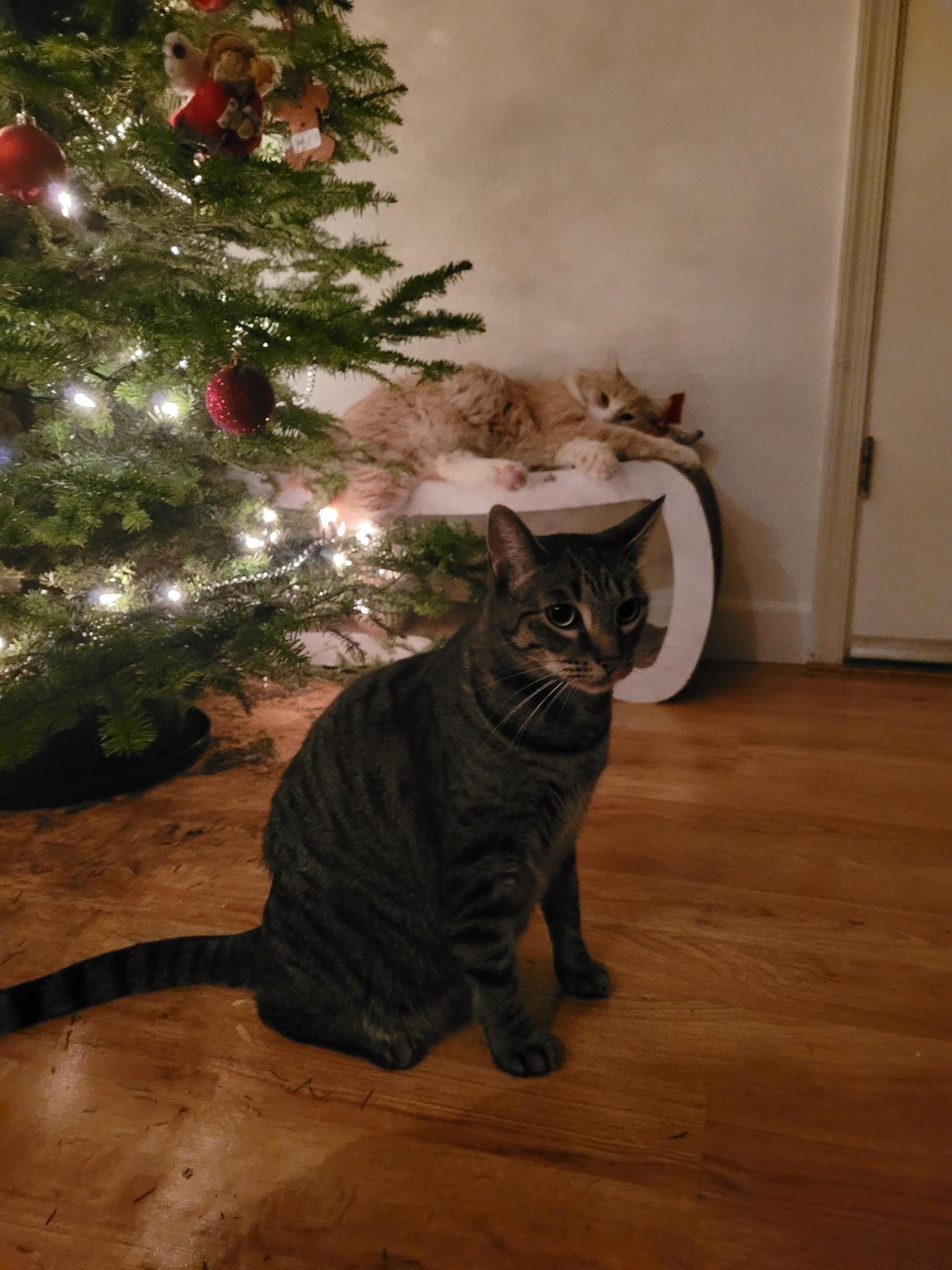 Enlarge Cleo, a Adoptable Domestic Short Hair in Lathrop , CA image 1/6