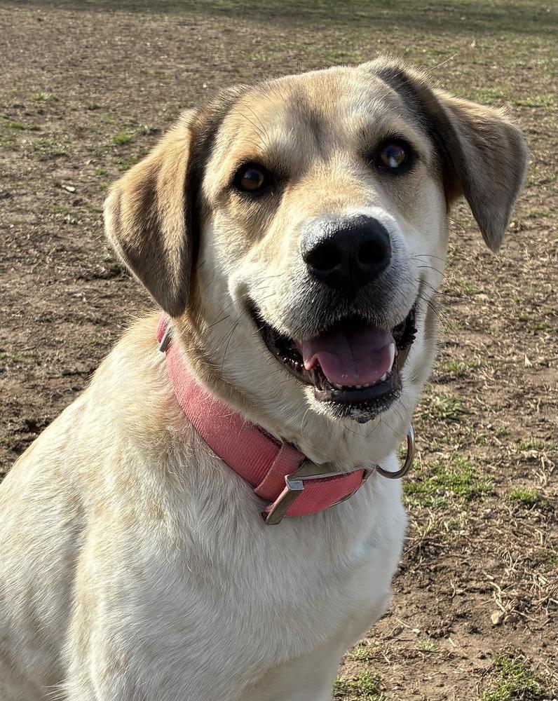 Cashman / Flora, Adoptable, Adult Female Labrador Retriever.