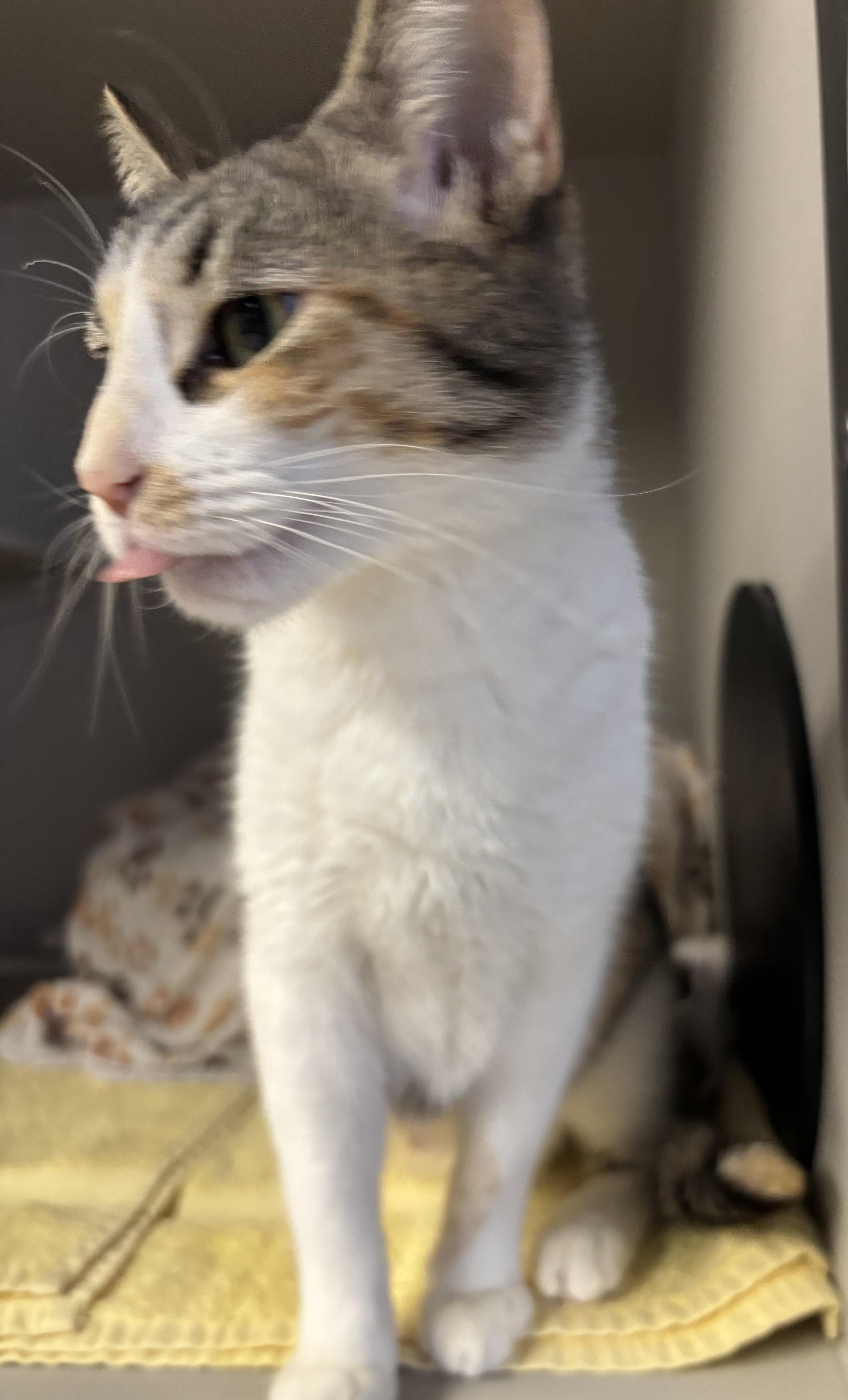 Enlarge Nancy, an adopted Calico in Phoenix, AZ image 3/5