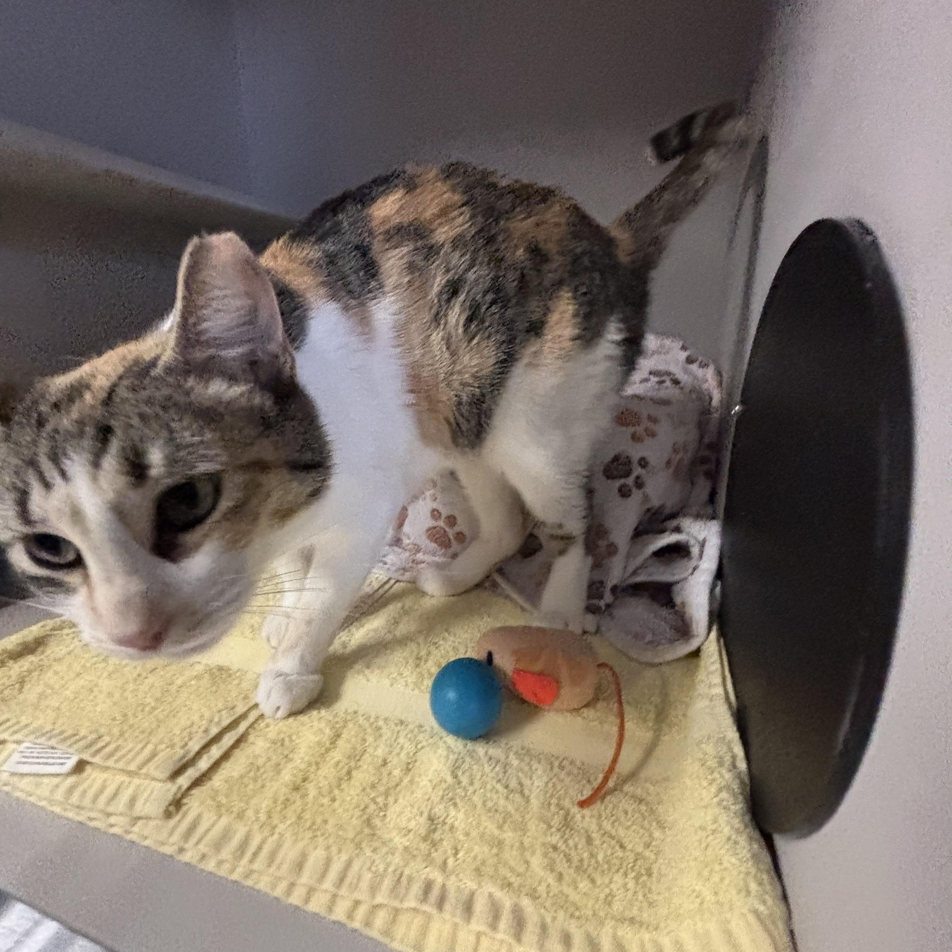 Enlarge Nancy, an adopted Calico in Phoenix, AZ image 5/5