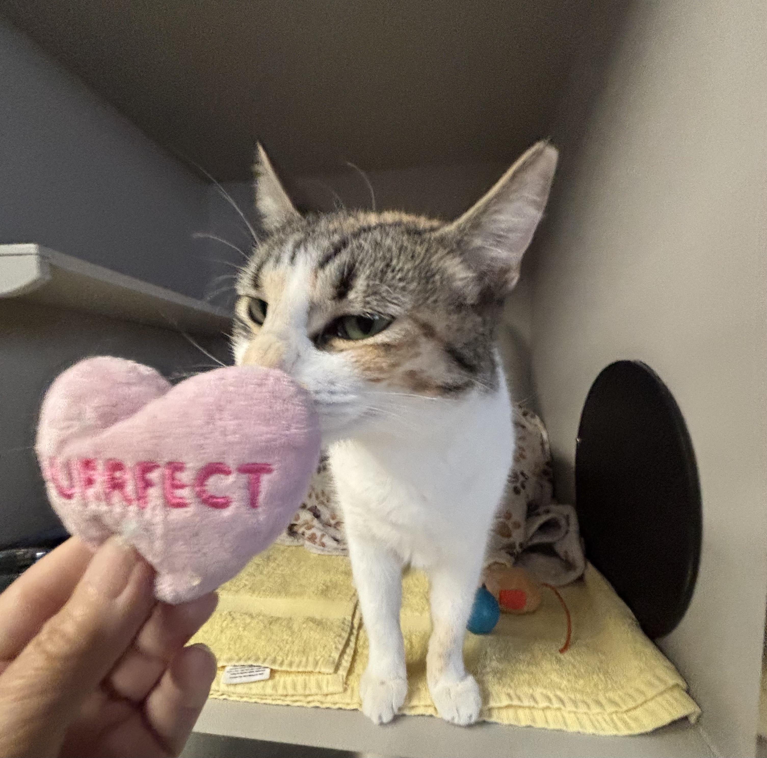 Enlarge Nancy, an adopted Calico in Phoenix, AZ image 2/5