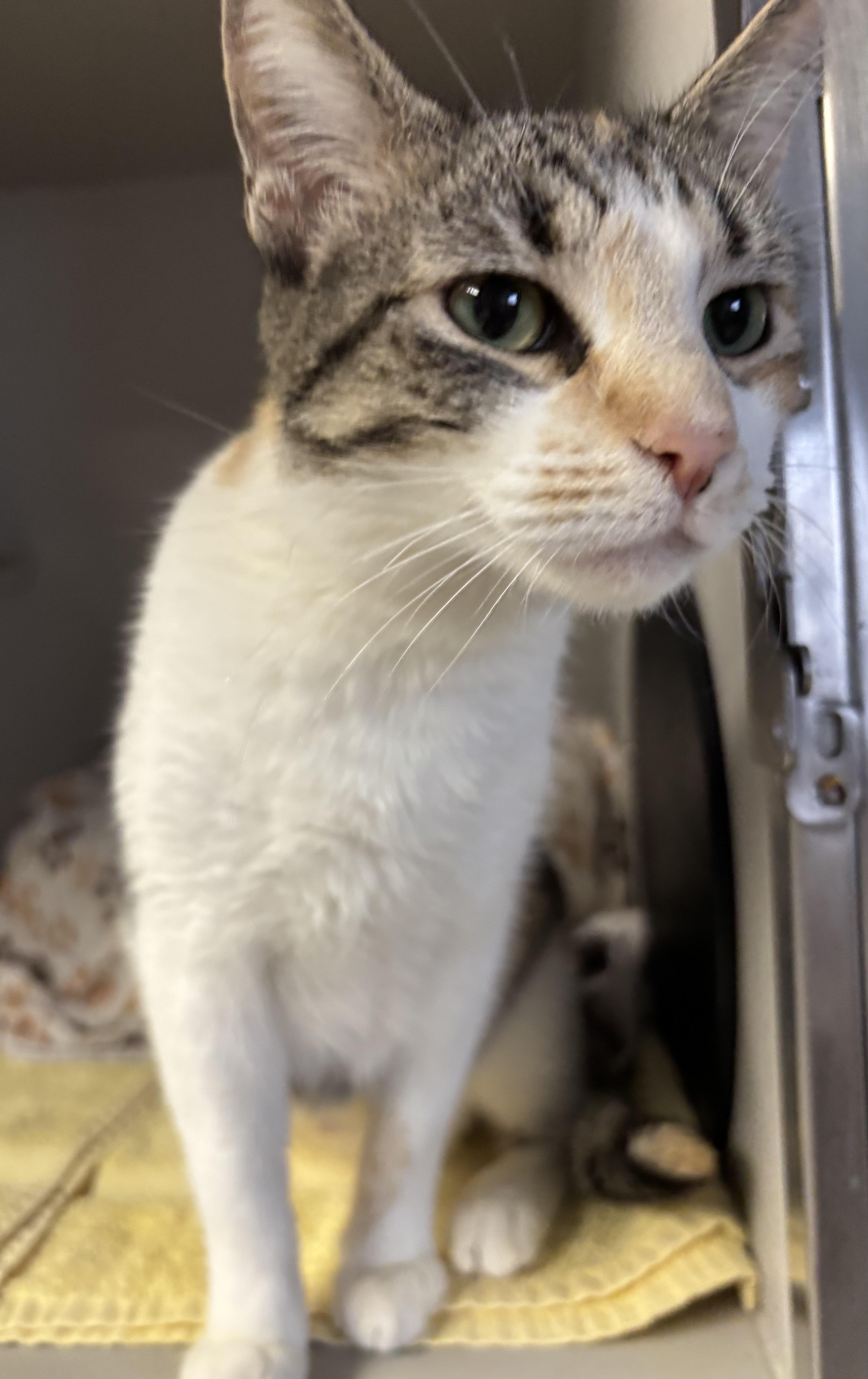 Enlarge Nancy, an adopted Calico in Phoenix, AZ image 1/5