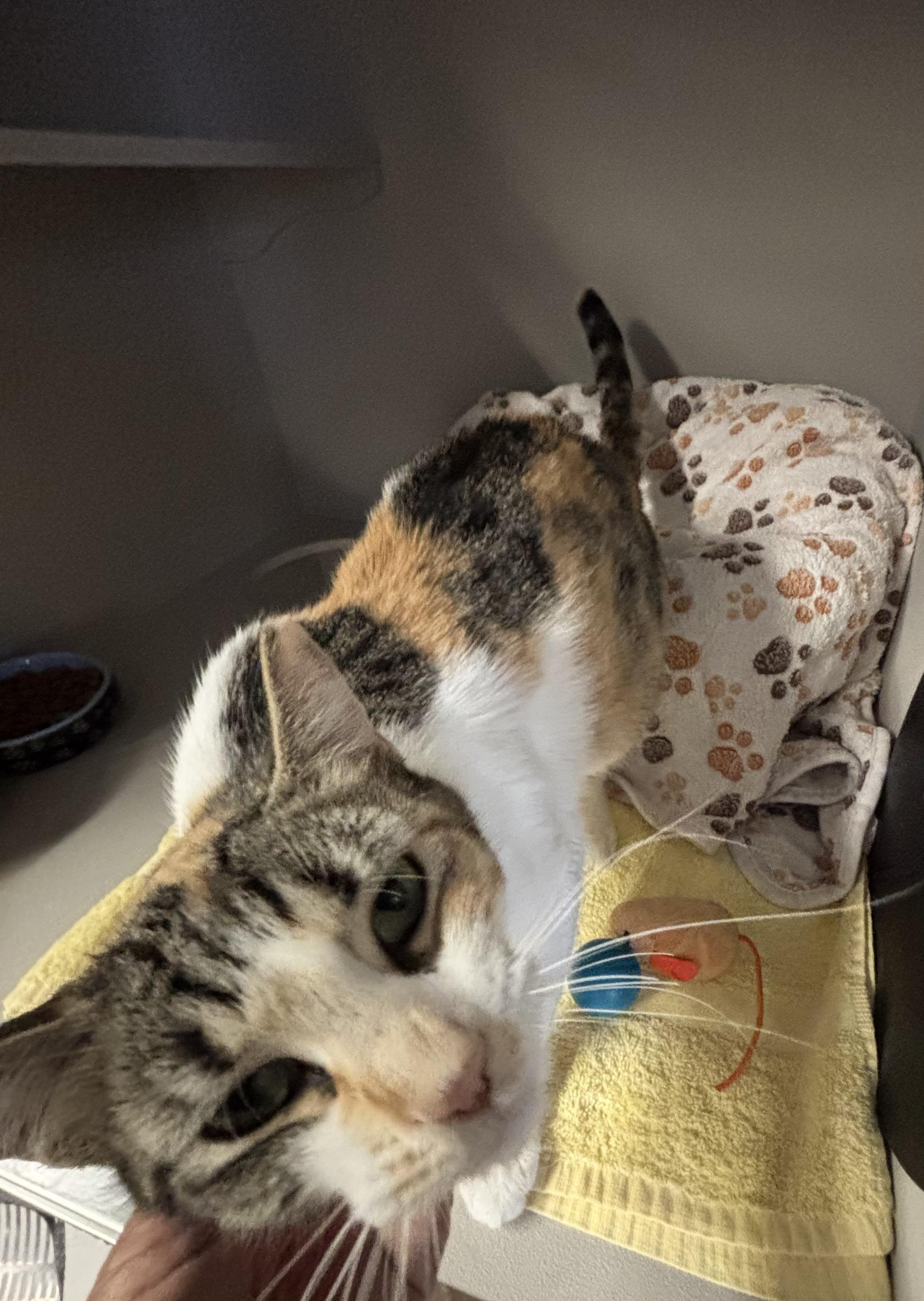 Enlarge Nancy, an adopted Calico in Phoenix, AZ image 4/5