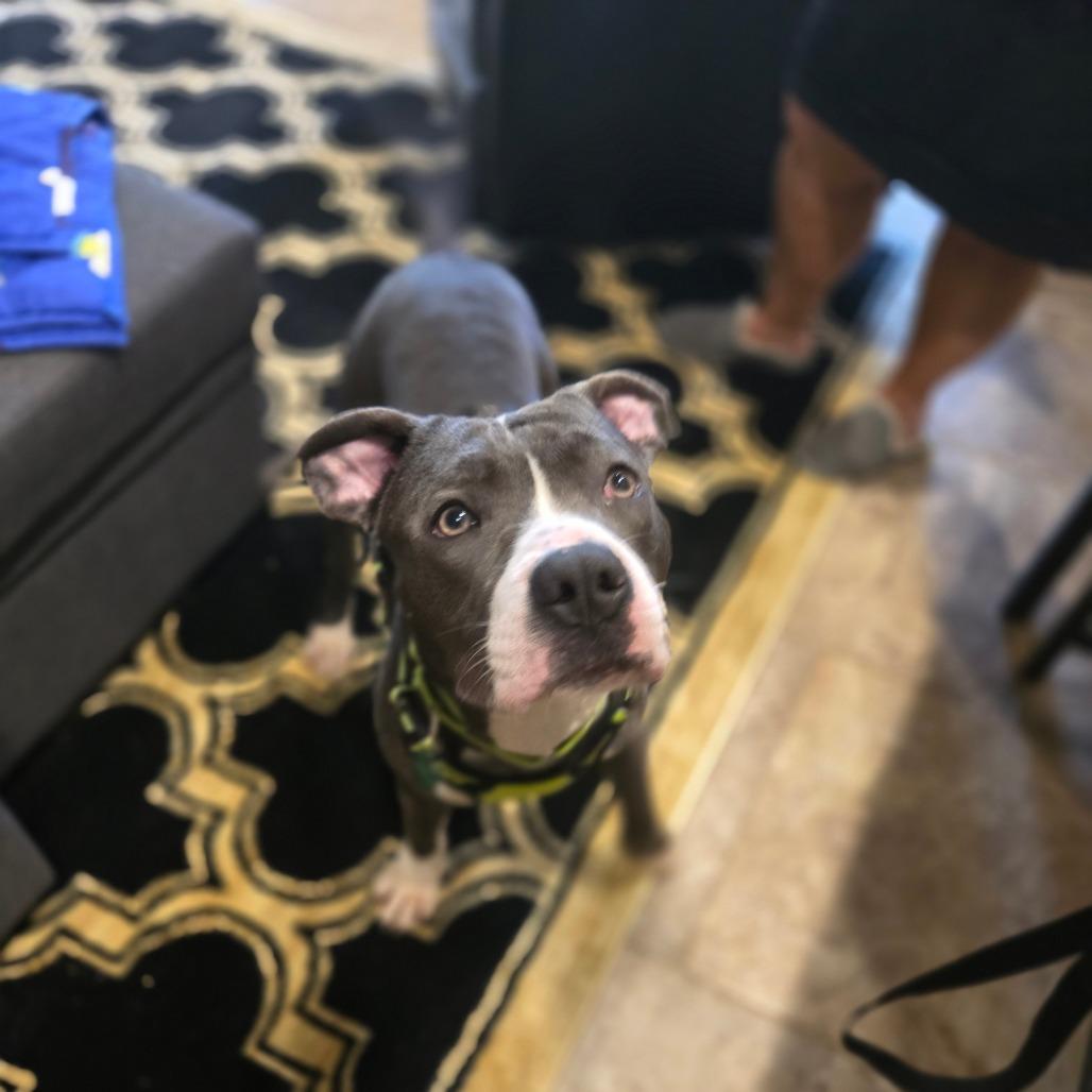 Manny, a Adoptable Pit Bull Terrier in St. Peters, MO image 1/6