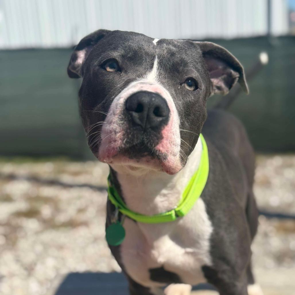 Manny, Adoptable, Adult Male Pit Bull Terrier.