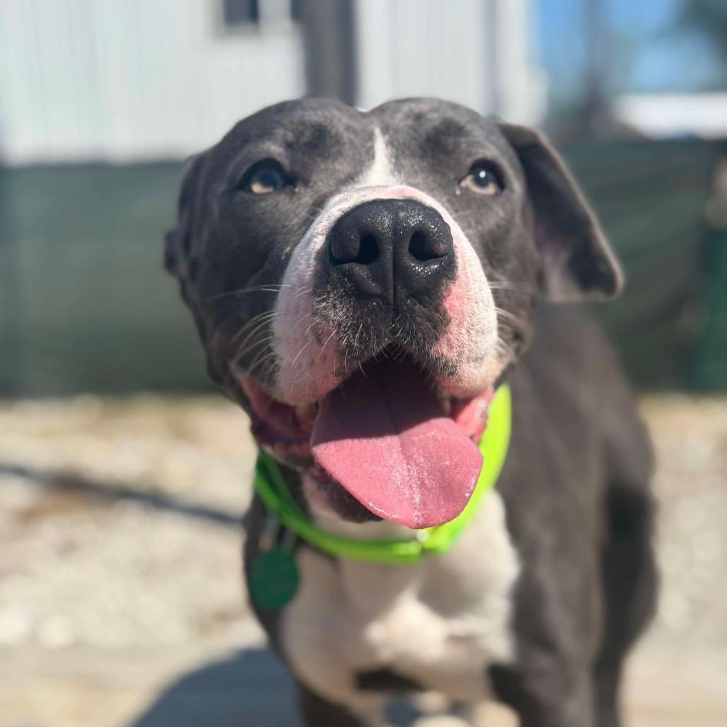 Manny, a Adoptable Pit Bull Terrier in St. Peters, MO image 3/6