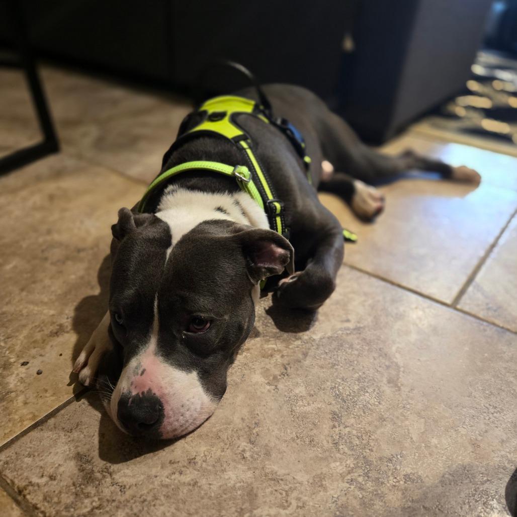 Manny, a Adoptable Pit Bull Terrier in St. Peters, MO image 4/6