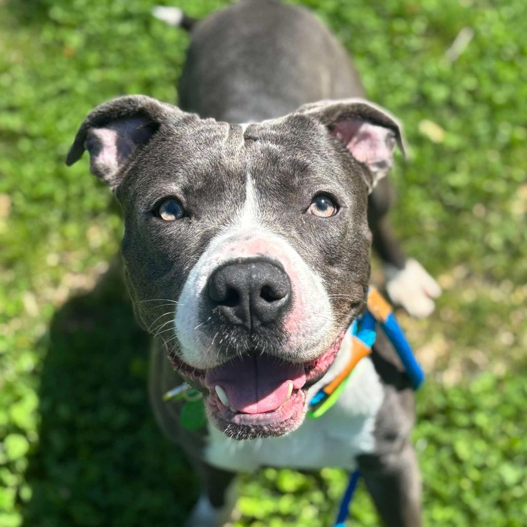 Manny, a Adoptable Pit Bull Terrier in St. Peters, MO image 5/6