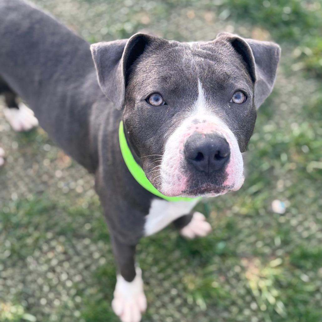 Manny, a Adoptable Pit Bull Terrier in St. Peters, MO image 6/6