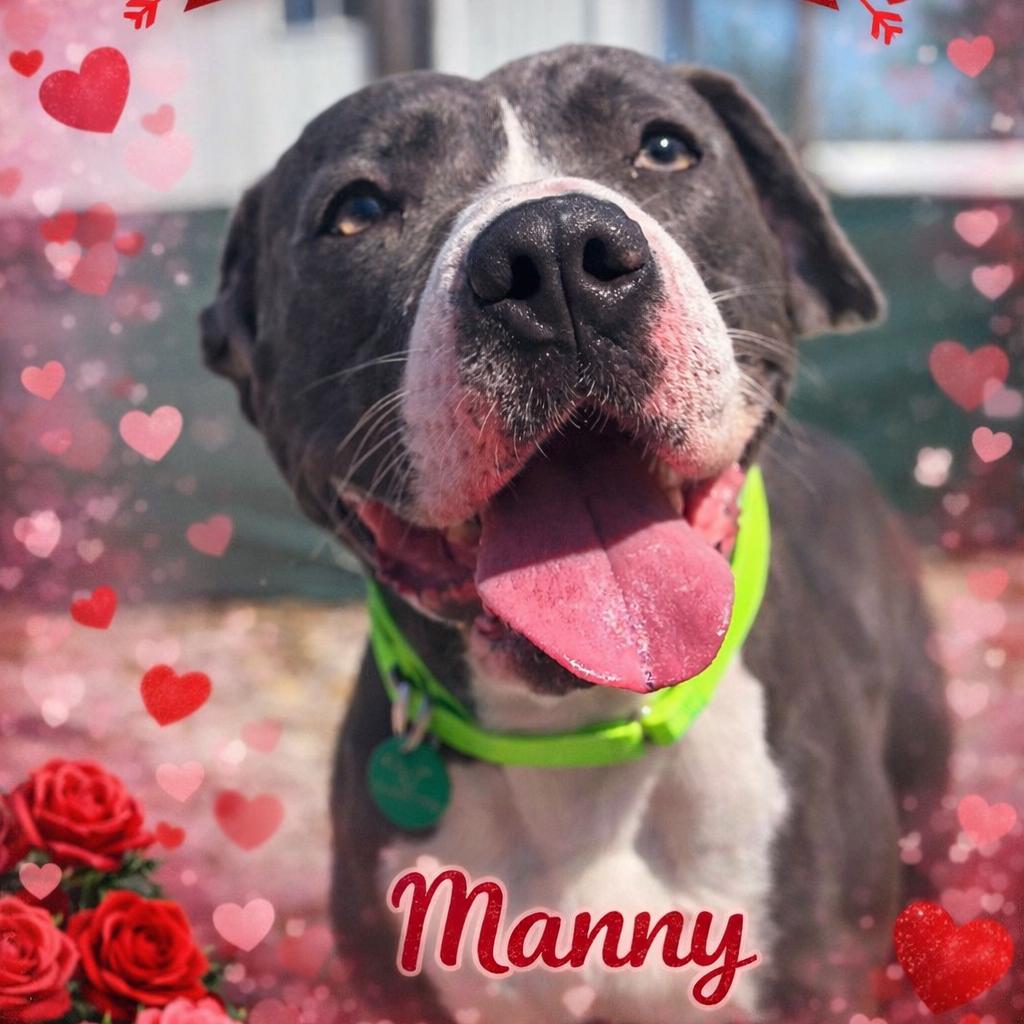 Enlarge Manny, a Adoptable Pit Bull Terrier in St. Peters, MO image 6/6
