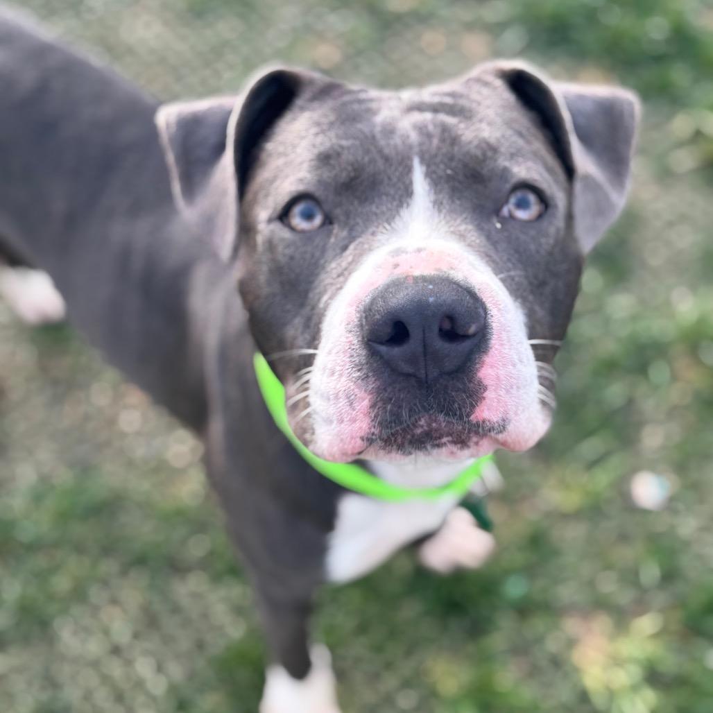 Enlarge Manny, a Adoptable Pit Bull Terrier in St. Peters, MO image 6/6