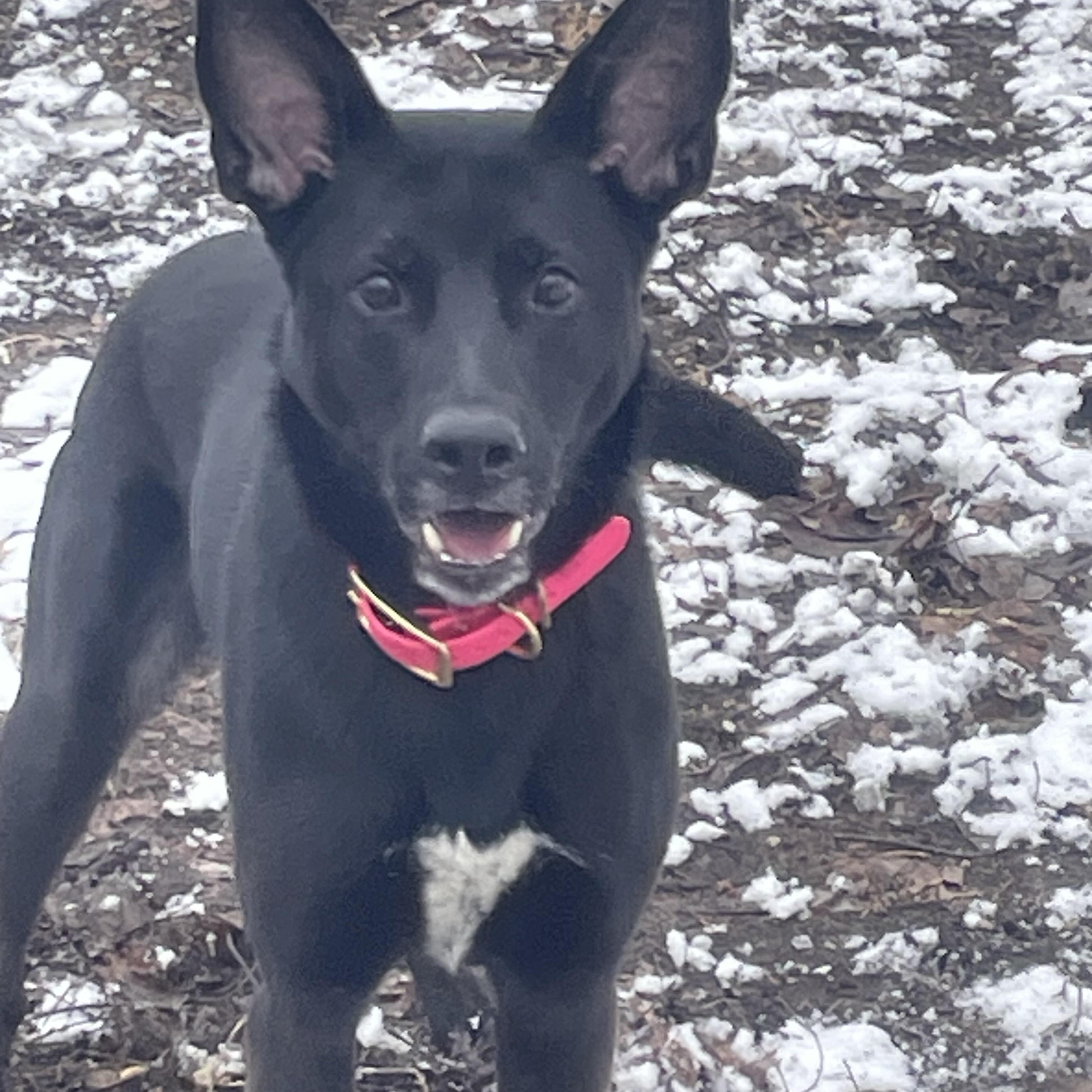 Gypsy, a Adoptable Shepherd in Boyne City, MI image 3/3