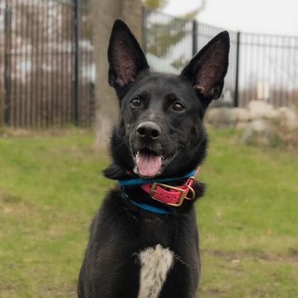 Gypsy, a Adoptable Shepherd in Boyne City, MI image 2/3