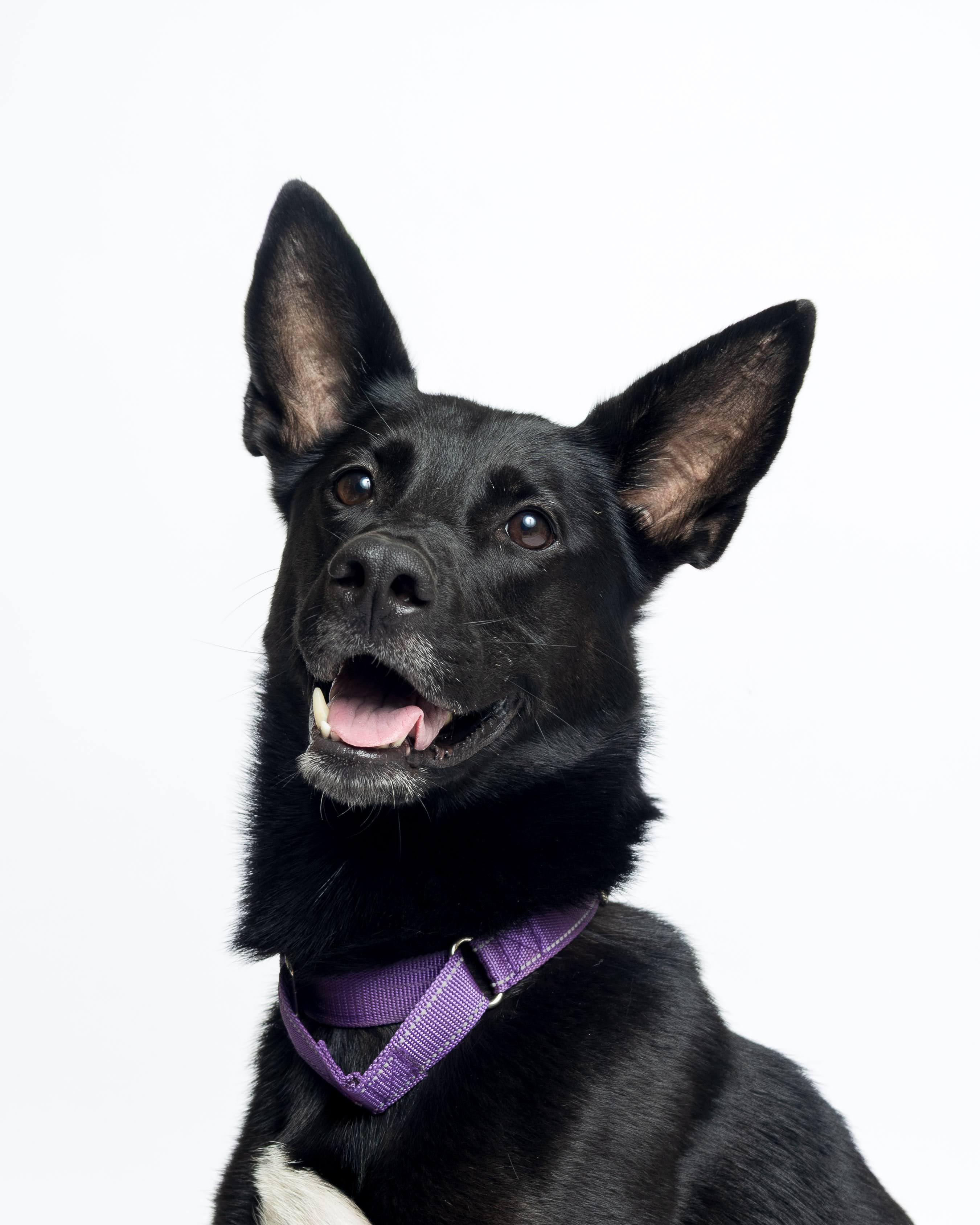 Gypsy, Adoptable, Adult Female Shepherd.