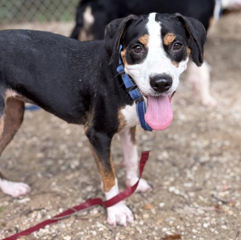 Enlarge JOLENE, a Adoptable Mixed Breed in Pensacola, FL image 1/1