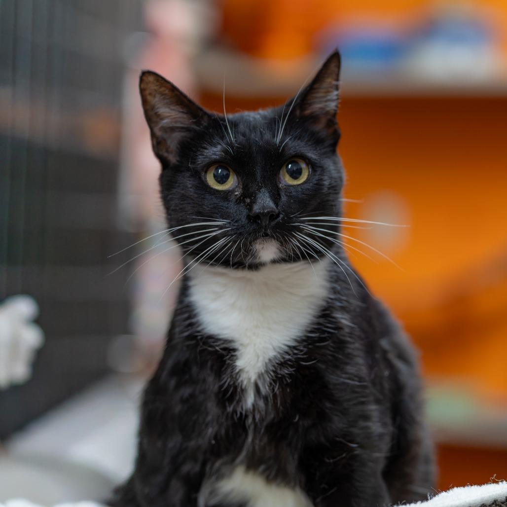 Cindy Lou, Adoptable, Adult Female Domestic Short Hair.