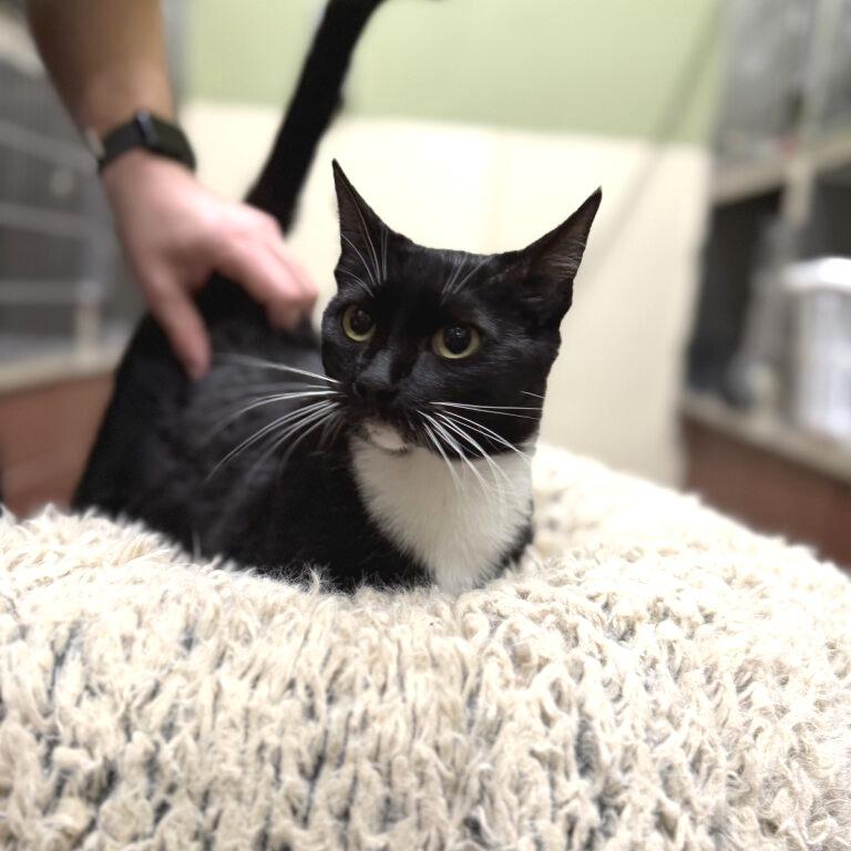 Cindy Lou, Adoptable, Adult Female Domestic Short Hair.