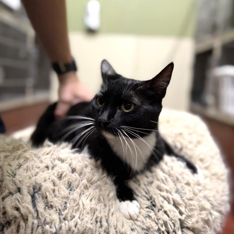 Enlarge Cindy Lou, a Adoptable Domestic Short Hair in Gainesville, GA image 2/2