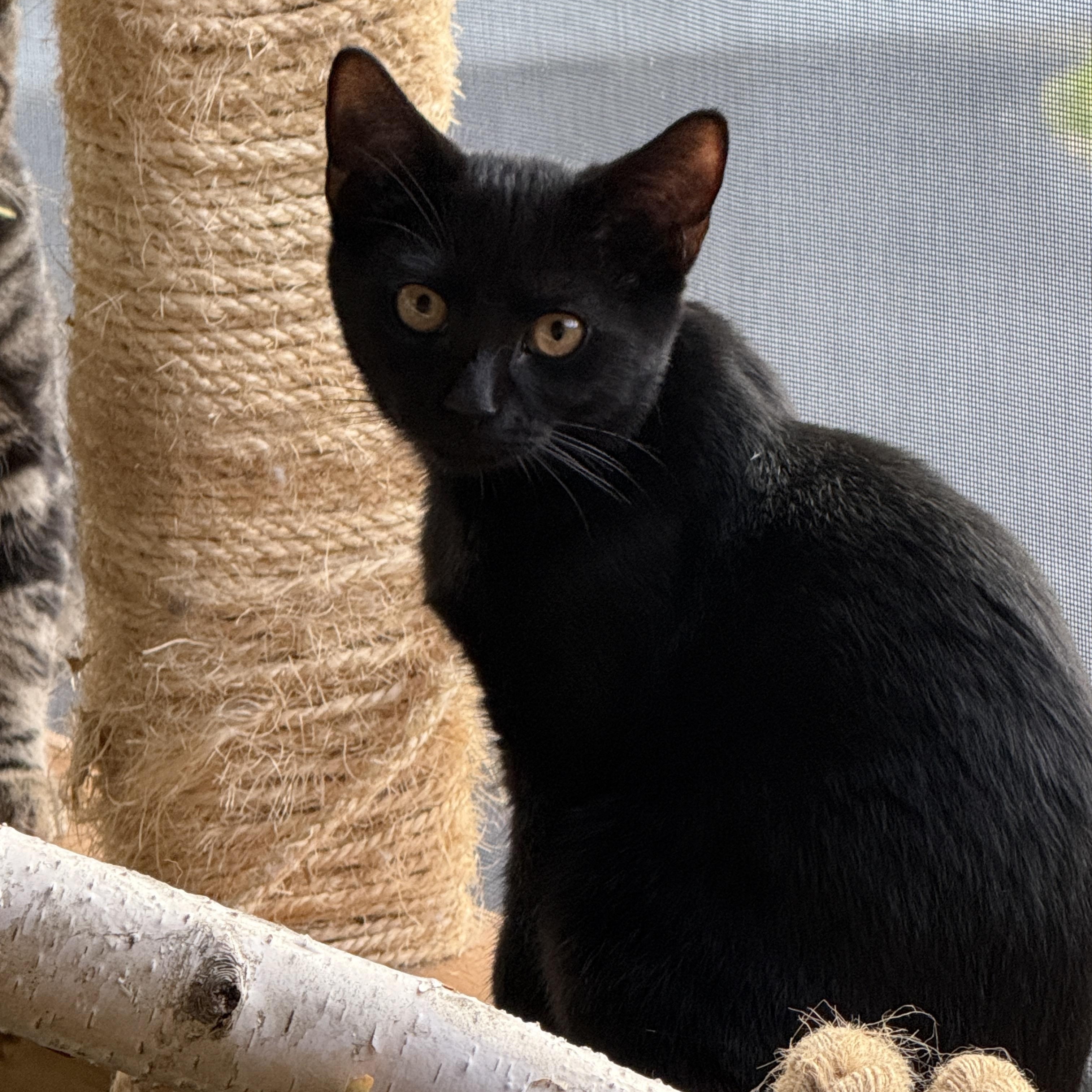 Moira, Adopted, Young Female Bombay & Domestic Short Hair.