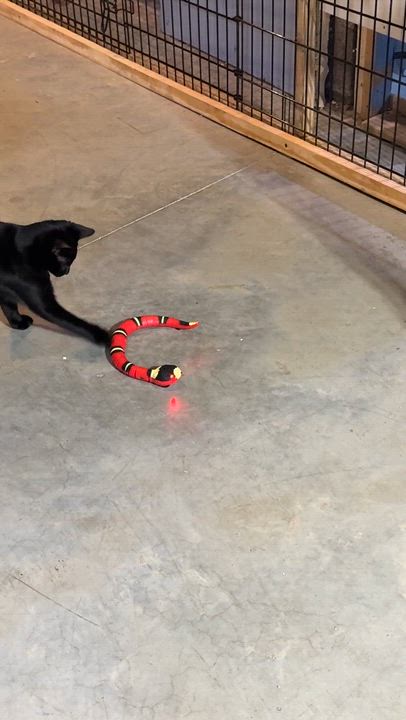 Enlarge Moira, a Adopted mixed breed in Schenectady, NY video 2/2