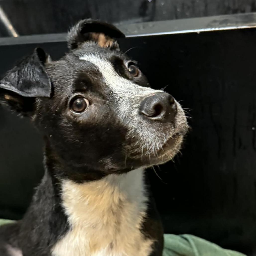 Campari, Adoptable, Puppy Male Mixed Breed.