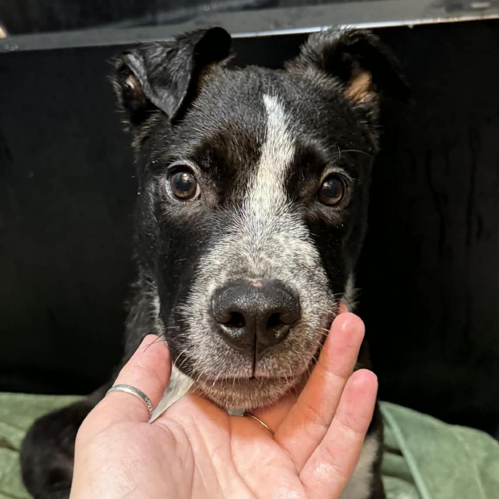 Enlarge Campari, a Adoptable Mixed Breed in Allyn, WA image 2/4