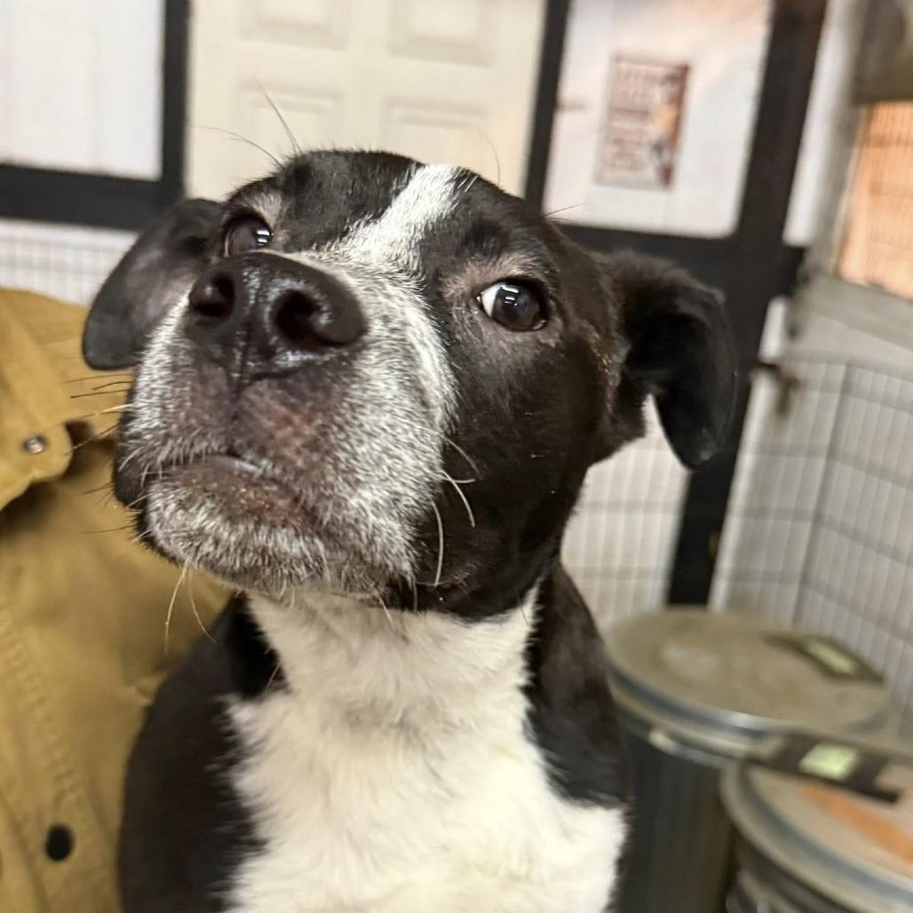 Enlarge Campari, a Adoptable Mixed Breed in Allyn, WA image 3/4