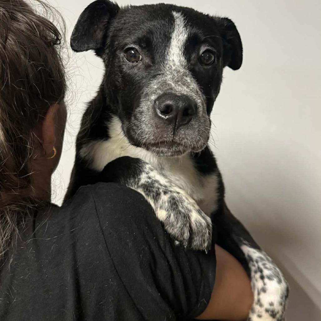 Enlarge Campari, a Adoptable Mixed Breed in Allyn, WA image 4/4