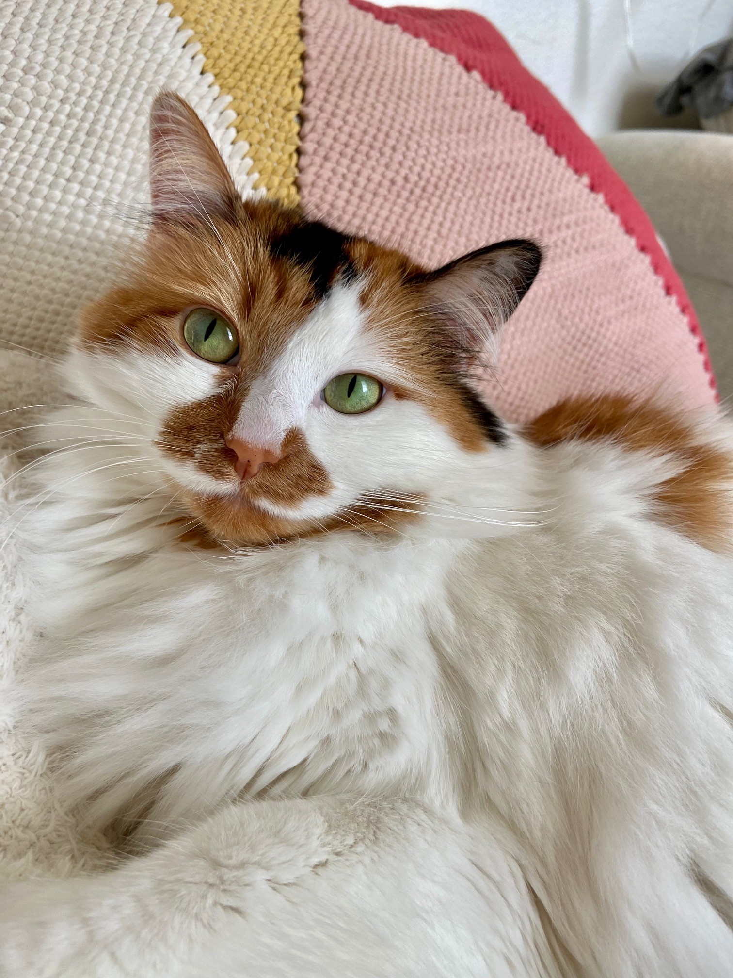 Enlarge Belle, an adoptable Domestic Medium Hair in Tyler, TX image 2/6