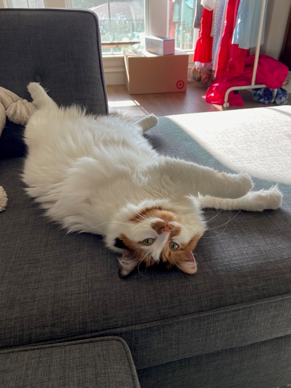 Enlarge Belle, an adoptable Domestic Medium Hair in Tyler, TX image 4/6