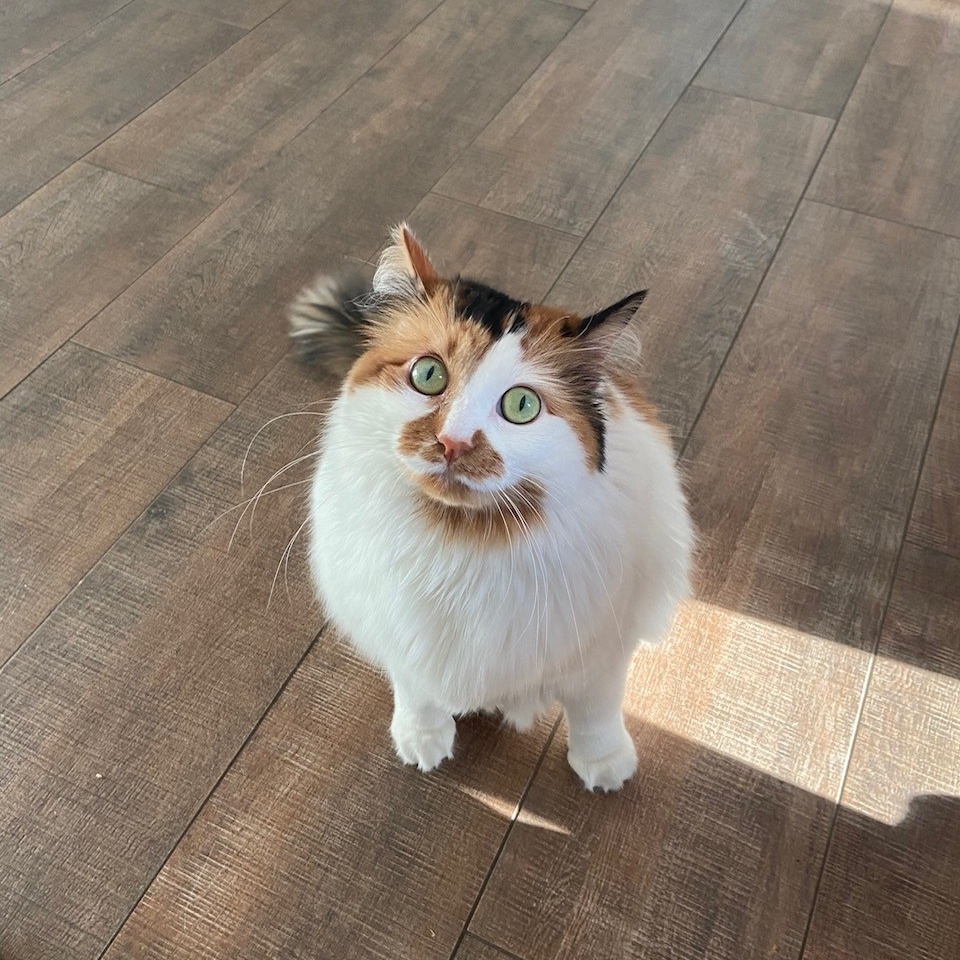 Enlarge Belle, an adoptable Domestic Medium Hair in Tyler, TX image 5/6