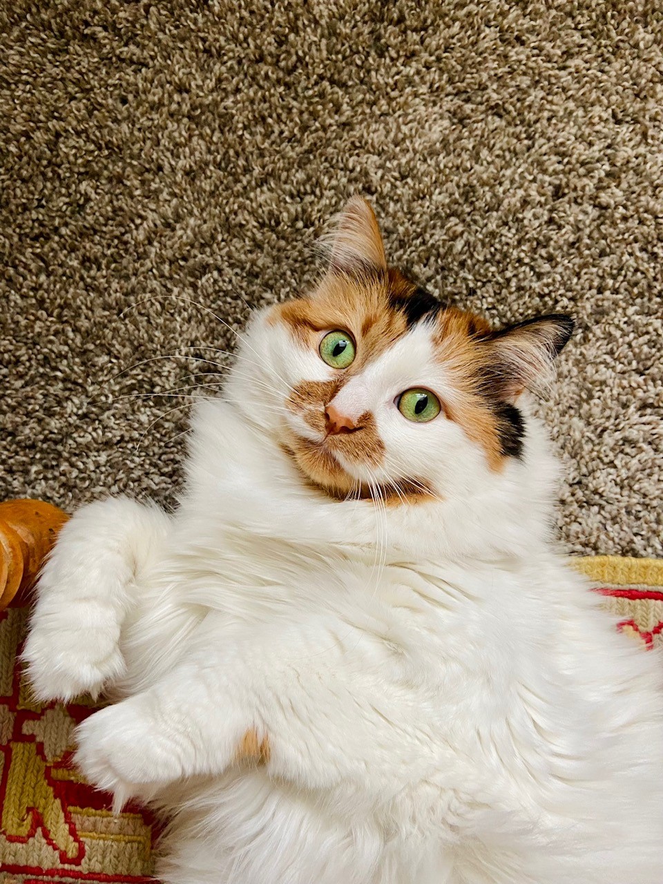 Enlarge Belle, an adoptable Domestic Medium Hair in Tyler, TX image 3/6