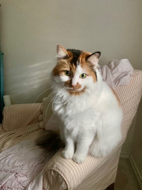 Belle, adoptable, Adult Female Domestic Medium Hair.