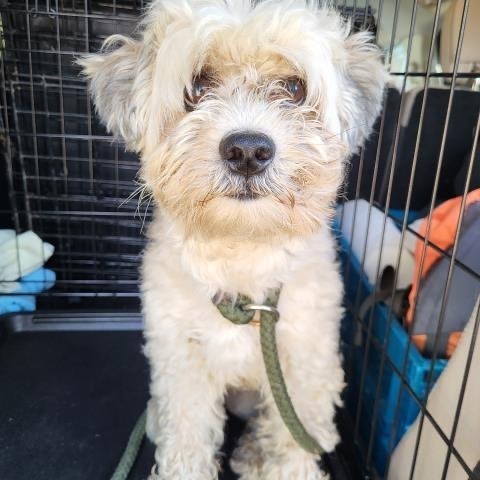 Frosted, Adopted, Young Male Maltipoo & Coton de Tulear.