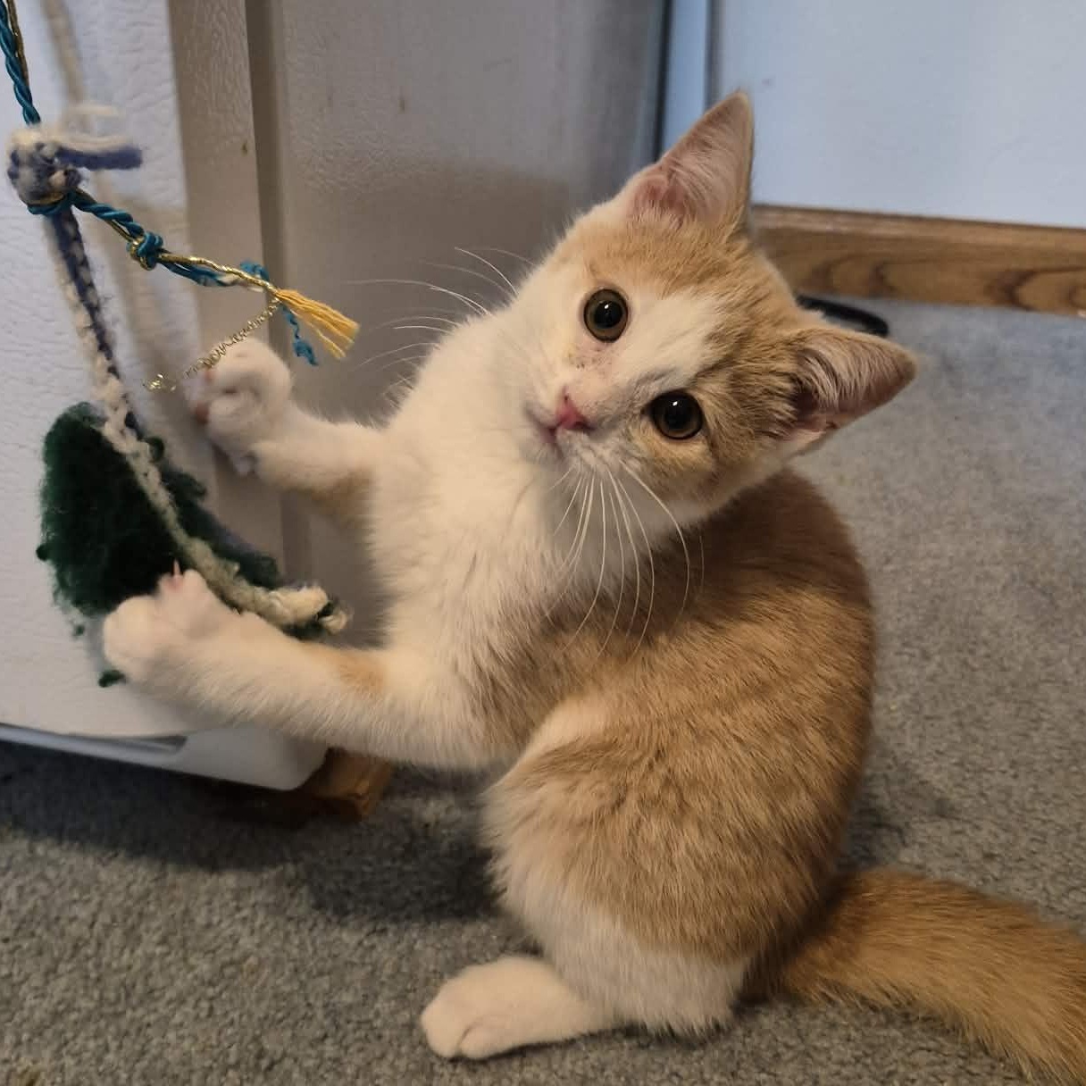 Enlarge Tessa, an adopted Domestic Short Hair in Delta, OH image 4/5