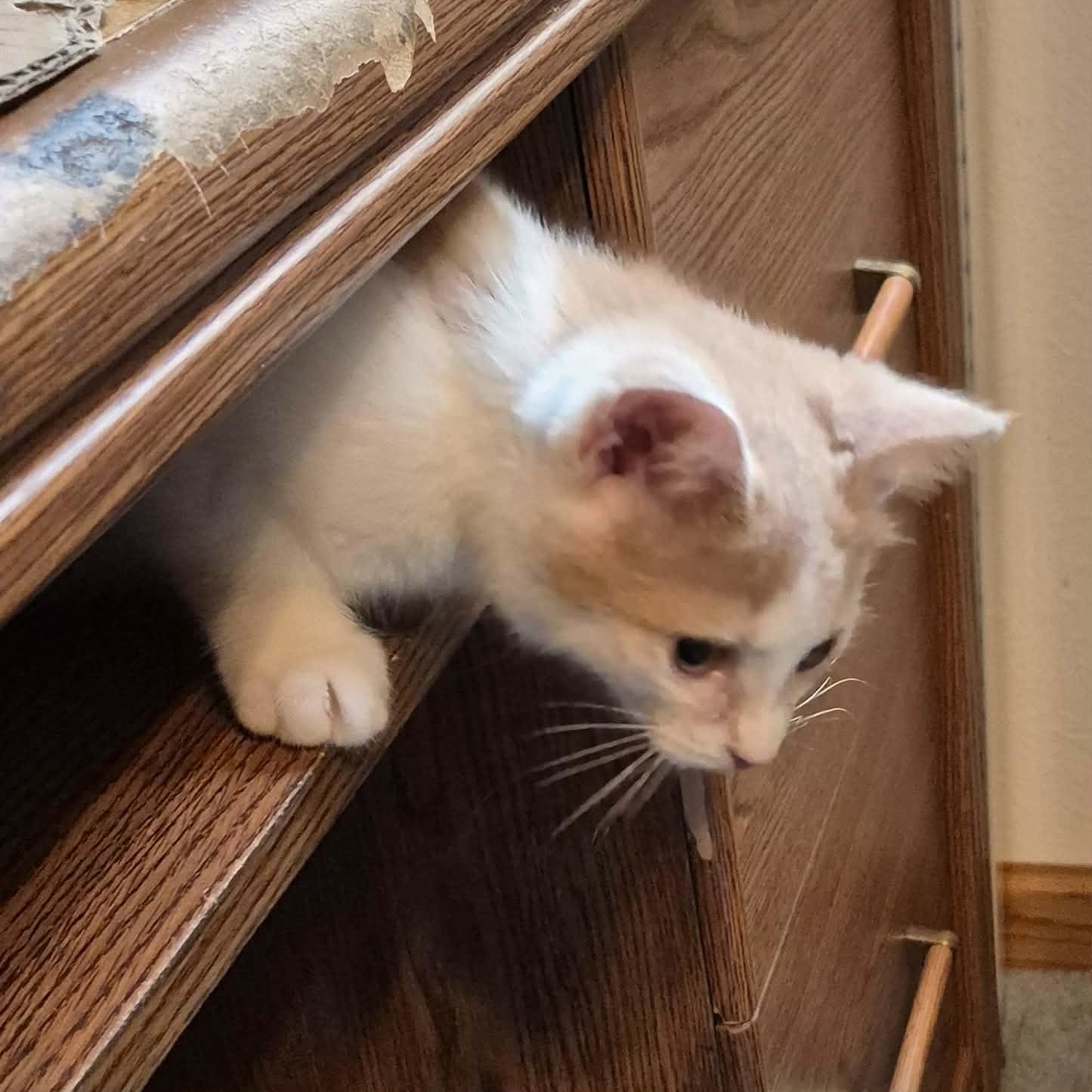 Enlarge Tessa, an adopted Domestic Short Hair in Delta, OH image 3/5