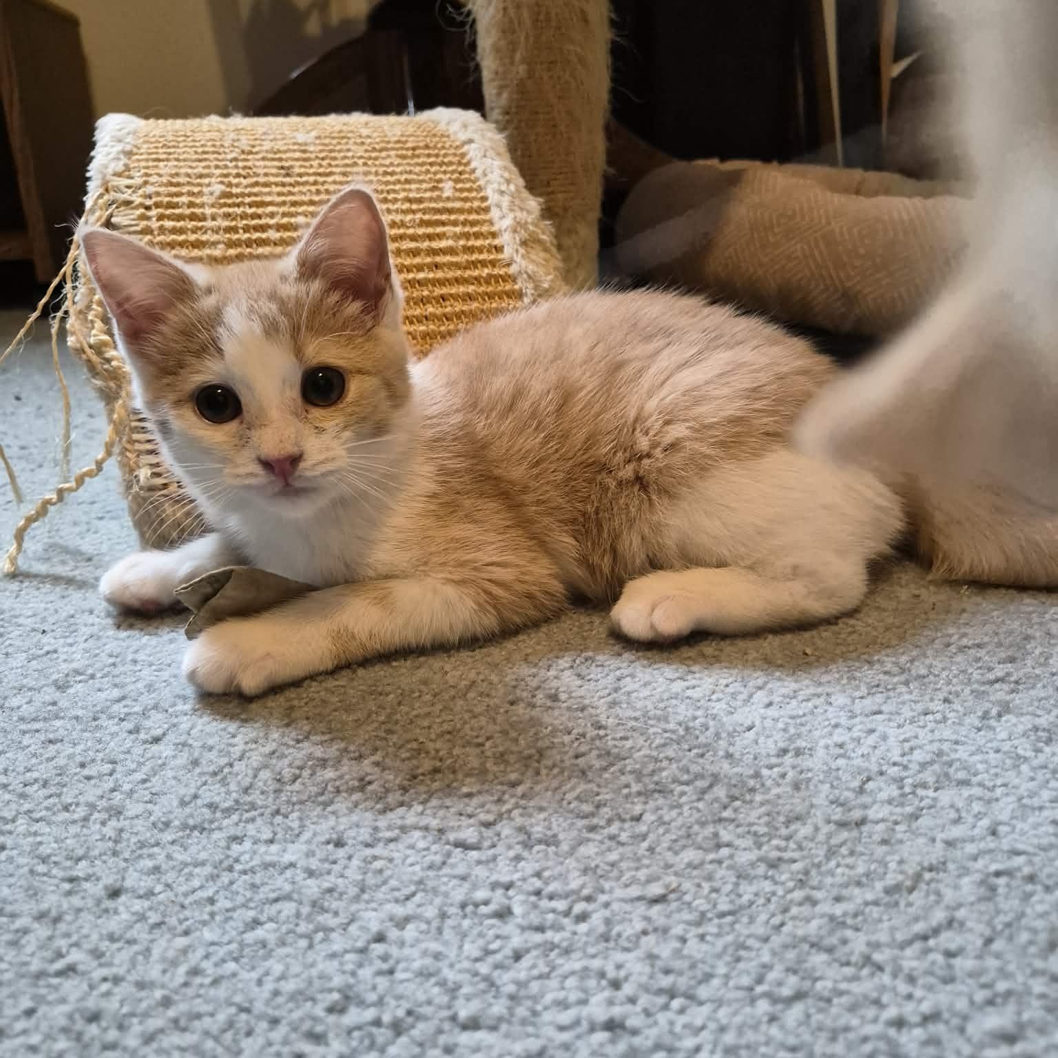 Enlarge Tessa, an adopted Domestic Short Hair in Delta, OH image 2/5